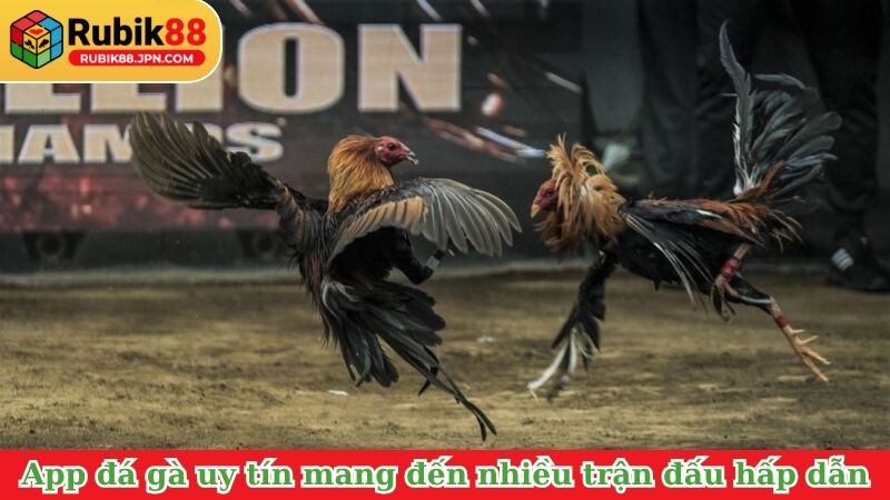 App đá gà uy tín mang đến nhiều trận đấu hấp dẫn