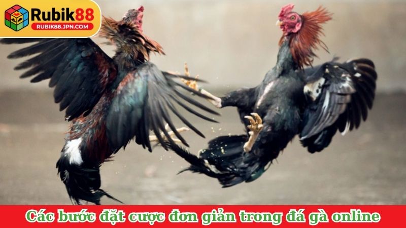 Các bước đặt cược đơn giản trong đá gà online Thomo