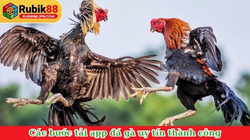 Các bước tải app đá gà uy tín thành công