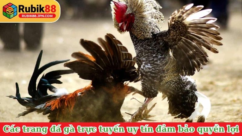 Các trang đá gà trực tuyến uy tín như Rubik88 đảm bảo mọi quyền lợi