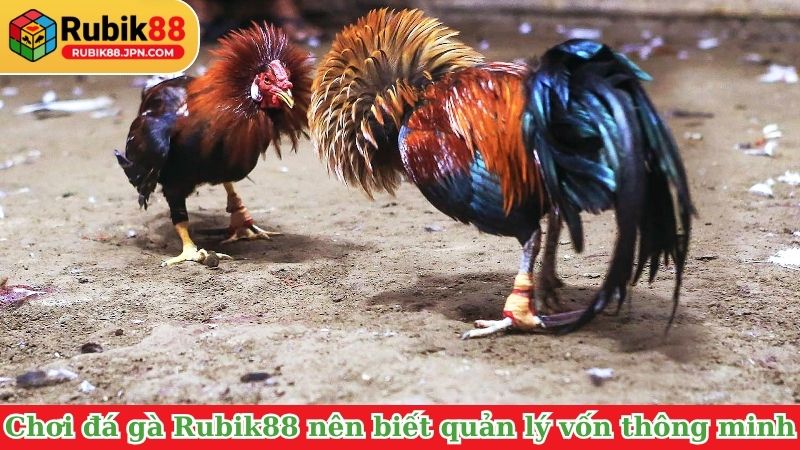 Chơi đá gà Rubik88 nên biết quản lý vốn thông minh