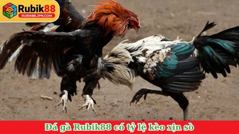 Đá gà Rubik88 có tỷ lệ kèo xịn sò