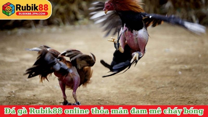 Đá gà Rubik88 online thỏa mãn đam mê cháy bóng