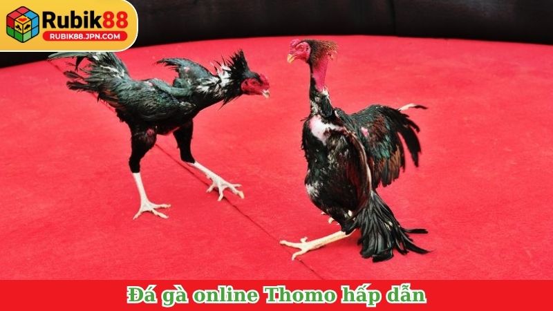 Đá gà online Thomo hấp dẫn, thu hút đông đảo sư kê&nbsp;