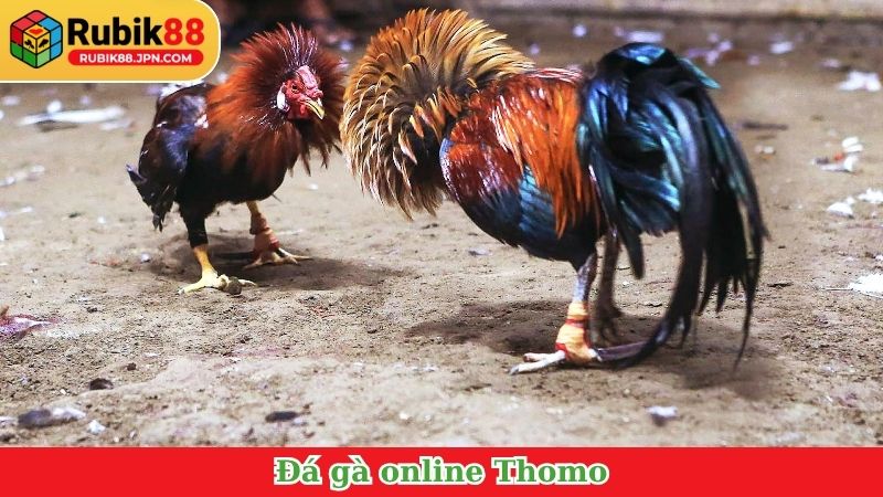 Đá gà online Thomo