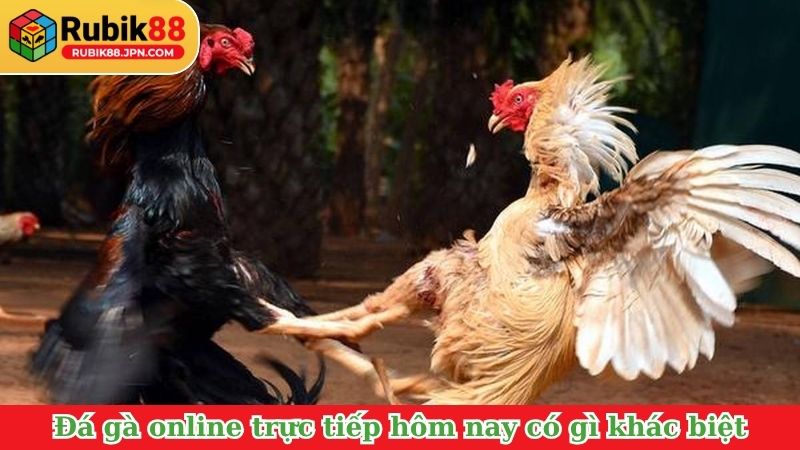Đá gà online trực tiếp hôm nay có gì khác biệt