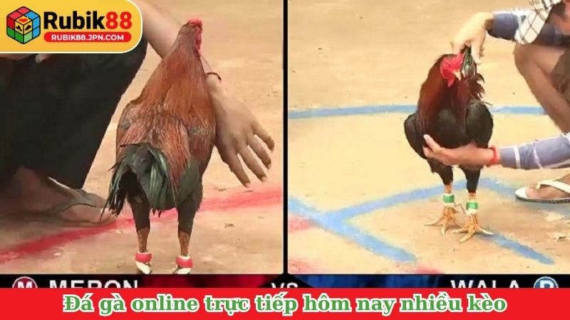 Đá gà online trực tiếp hôm nay nhiều kèo, trận đấu kịch tính