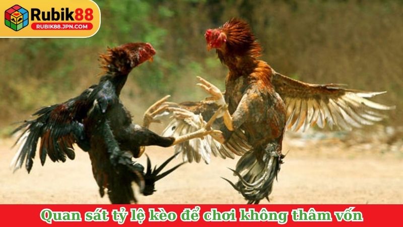 Quan sát tỷ lệ kèo để chơi không thâm vốn