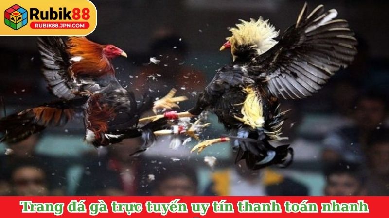 Các trang đá gà trực tuyến uy tín thanh toán nhanh chóng