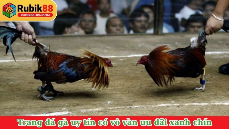 Trang đá gà uy tín có vô vàn ưu đãi xanh chín