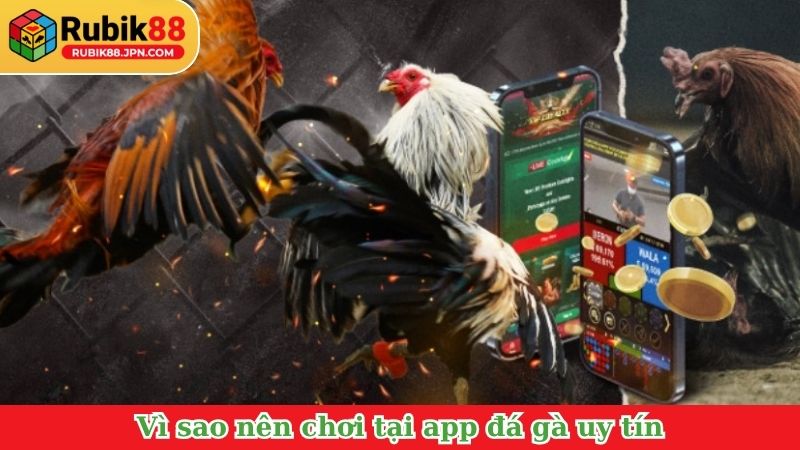 Vì sao nên chơi tại app đá gà uy tín